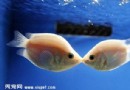  飼養接吻魚最正確的方法