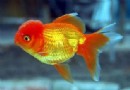  金魚飼養方法大全