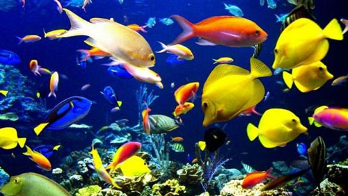 【熱帶魚怎麼養】正確飼養熱帶魚的要點