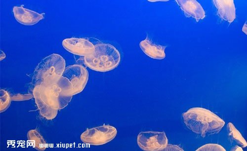 【海蜇是水母嗎】海蜇和水母的關系