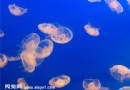  海蜇和水母的關系