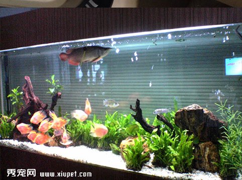 【水族箱過濾器】水族箱過濾器的作用的過濾方式