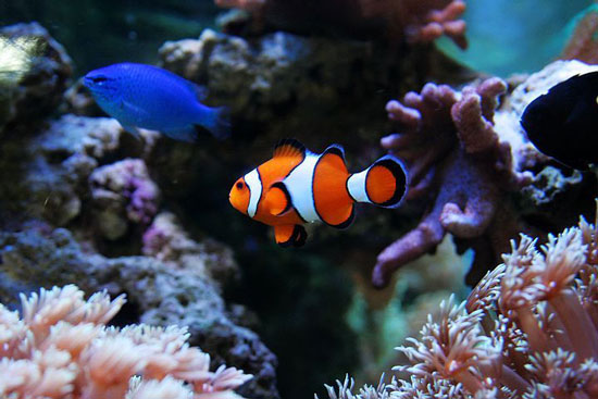 【熱帶魚飼養】飼養熱帶魚的誤區