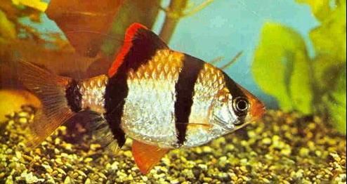 【虎皮魚吃什麼】雜食性的虎皮魚喂養方法