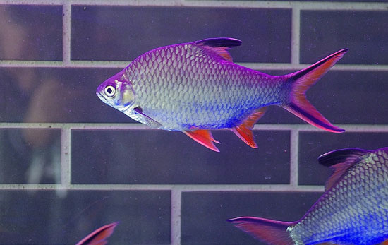 【熱帶魚怎麼養】熱帶魚的飼養方法及要點