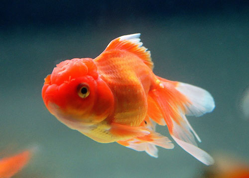 新手飼養金魚應該注意什麼？