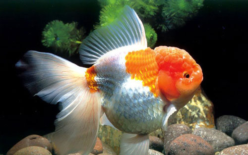 魚缸養觀賞魚的過濾方法