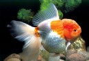 魚缸養觀賞魚的過濾方法