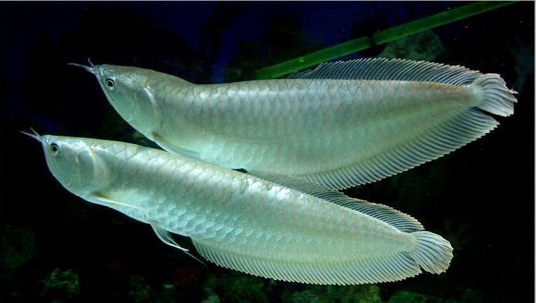 銀龍魚吃什麼最好?銀龍魚投喂技巧及注意事項