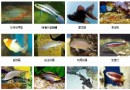 觀賞魚的種類名字和圖片大全