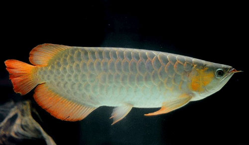 【銀龍魚吃什麼】銀龍魚的喂養技巧及注意事項