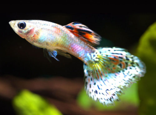 【孔雀魚品類】孔雀魚尾鳍的品種分類