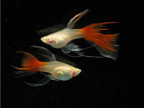 【養孔雀魚】飼養孔雀魚的准備及方法