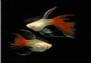  飼養孔雀魚的准備及方法