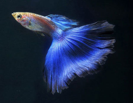 【孔雀魚品類】悉數孔雀魚的8大品類