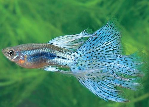 【孔雀魚怎麼養】孔雀魚繁殖注意事項
