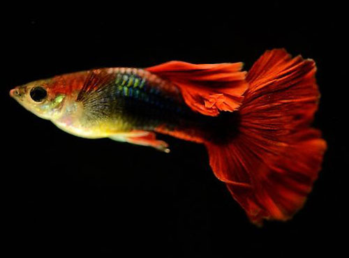 【孔雀魚】孔雀魚繁殖的8大注意事項