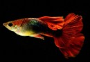  孔雀魚繁殖的8大注意事項