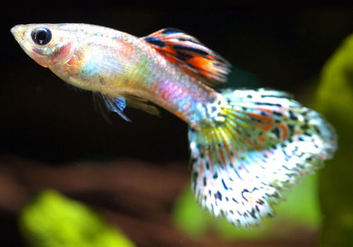 【什麼是孔雀魚】孔雀花鳉|孔雀魚的形態特征