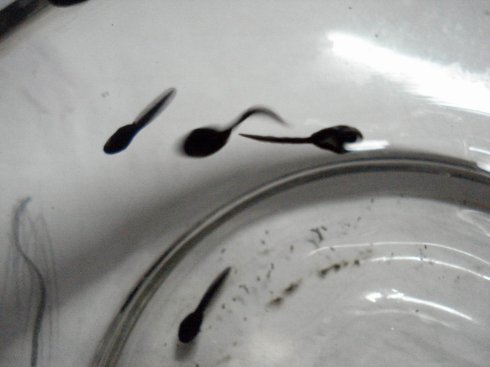 蝌蚪吃什麼蝌蚪的正確飼養方法