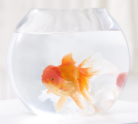 挑選什麼樣的寵物魚好看又好養