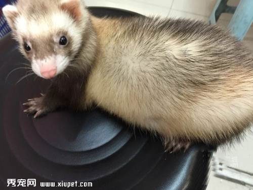 寵物貂在飼養過程需要從哪方面考慮？