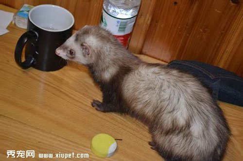 寵物貂飼養方法及市場行情