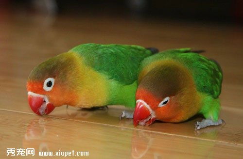 【鹦鹉飼養】如何飼養鹦鹉？