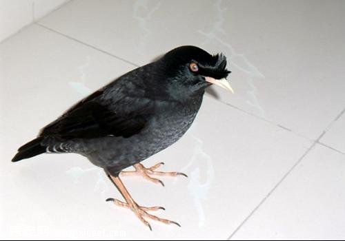 【八哥鳥吃什麼】八哥鳥喜歡吃什麼以及八哥鳥的飼料制作配方