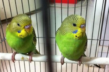 【鹦鹉吃什麼】虎皮鹦鹉正確的飼養方法