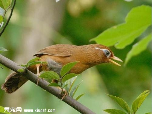 【畫眉鳥叫聲】畫眉鳥叫的含義及鳥叫的訓練