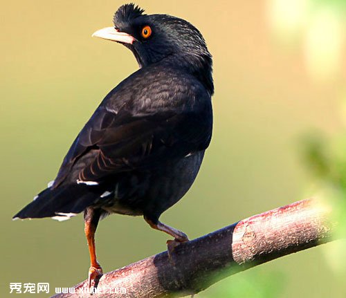 【八哥吃什麼】八哥的飼養及調教