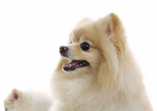 如何訓練幼犬到固定位置大小便？