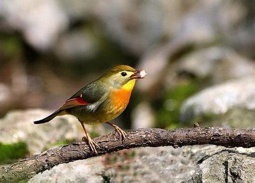 紅嘴相思鳥飼養管理