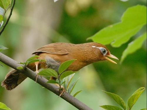 【畫眉鳥】馴養畫眉鳥的4大方法