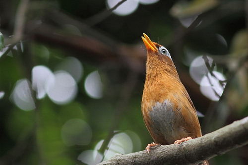 【畫眉鳥叫聲】畫眉鳥叫聲的含義解釋