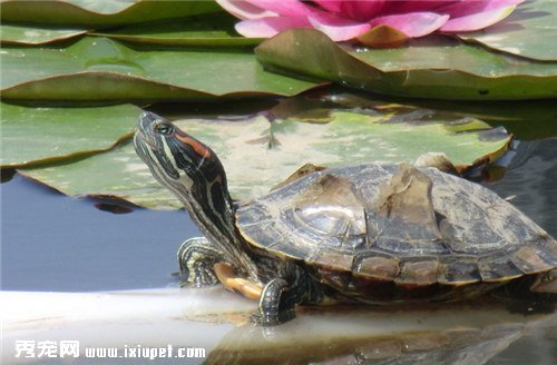 烏龜的生活習性、特點、飼養方法集錦大全