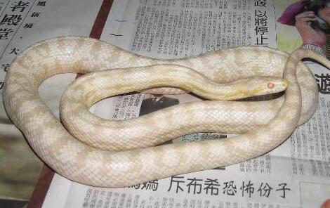 寵物玉米蛇價格是多少？挑選它需注意什麼？