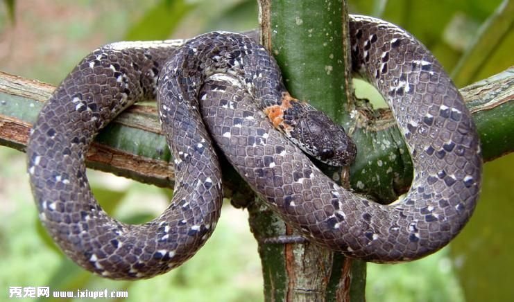 橫斑鈍頭蛇 （Pareas macularius）