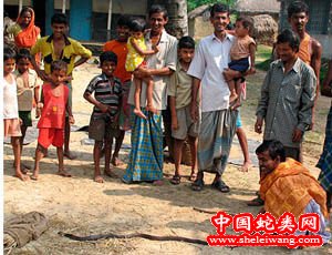印度祭司可以治療毒蛇咬傷是真的嗎