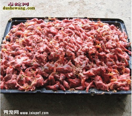 養蛇 食物