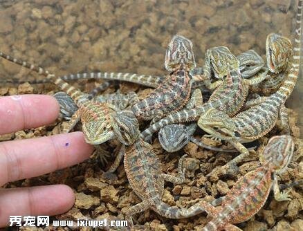 鬃獅蜥嘔吐怎麼辦？嘔吐的原因是什麼？