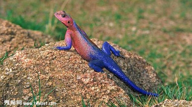 caihongfeixi2