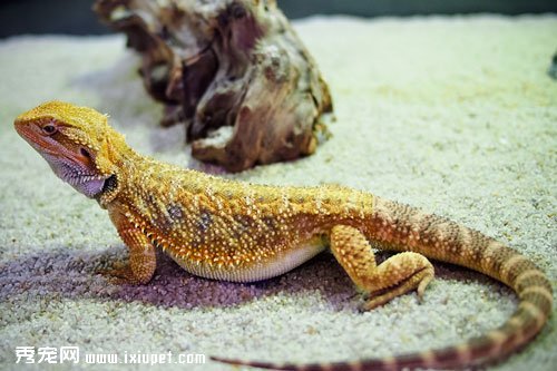 松獅蜥的飼養環境及相關用品