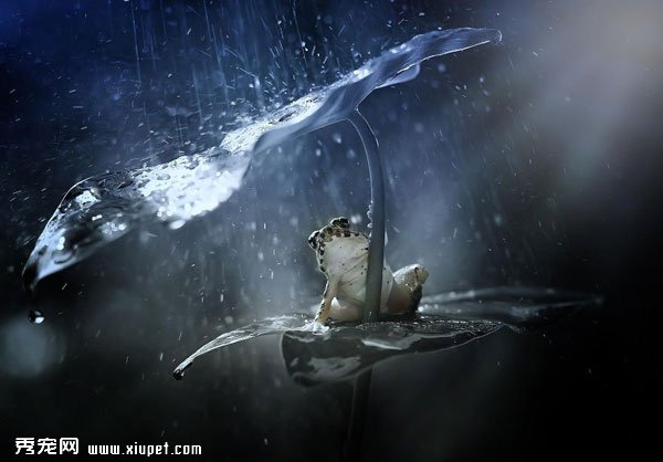動物撐傘瞬間，讓你不再討厭下雨天