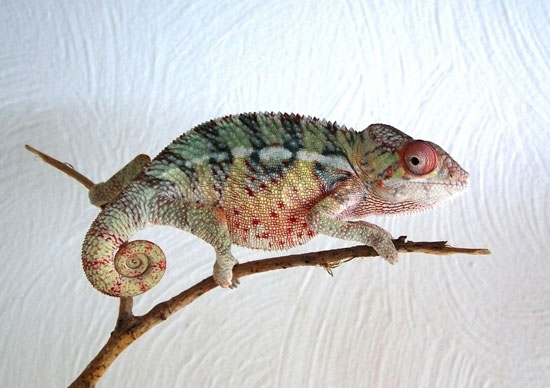 【變色龍飼養】如何養好一只變色龍
