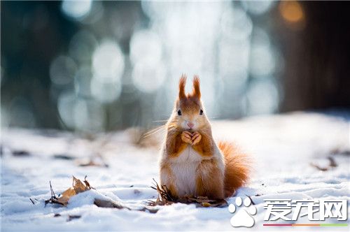 雪地松鼠壽命 雪地松鼠壽命一般是5到6年