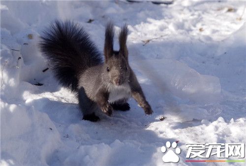雪地松鼠繁殖 雌性8到9周齡最適合繁殖