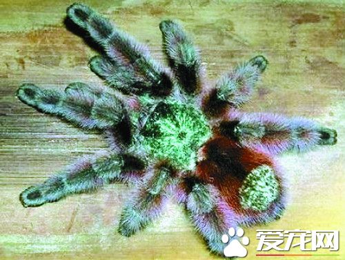 寵物蜘蛛品種 六種最常見最受歡迎的寵物蜘蛛