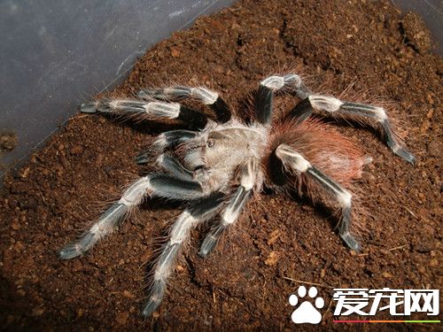 寵物蜘蛛飼養 寵物蜘蛛越小喂食頻率越高